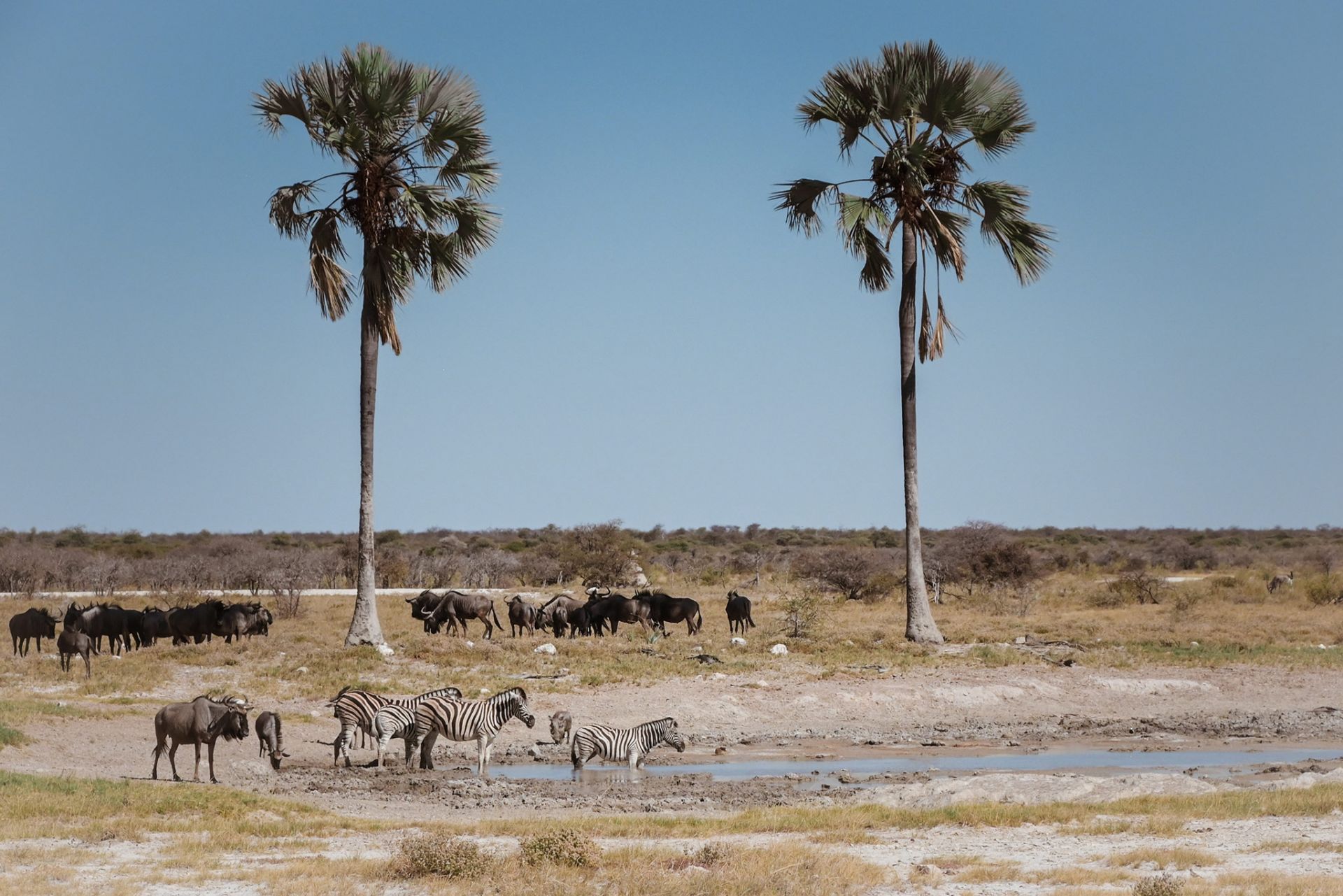 Namibija Nasveti Za Safari V Nacionalnem Parku Etosha The Puzzle Of namibija-nasveti-za-safari-v-nacionalnem-parku-etosha-the-puzzle-of